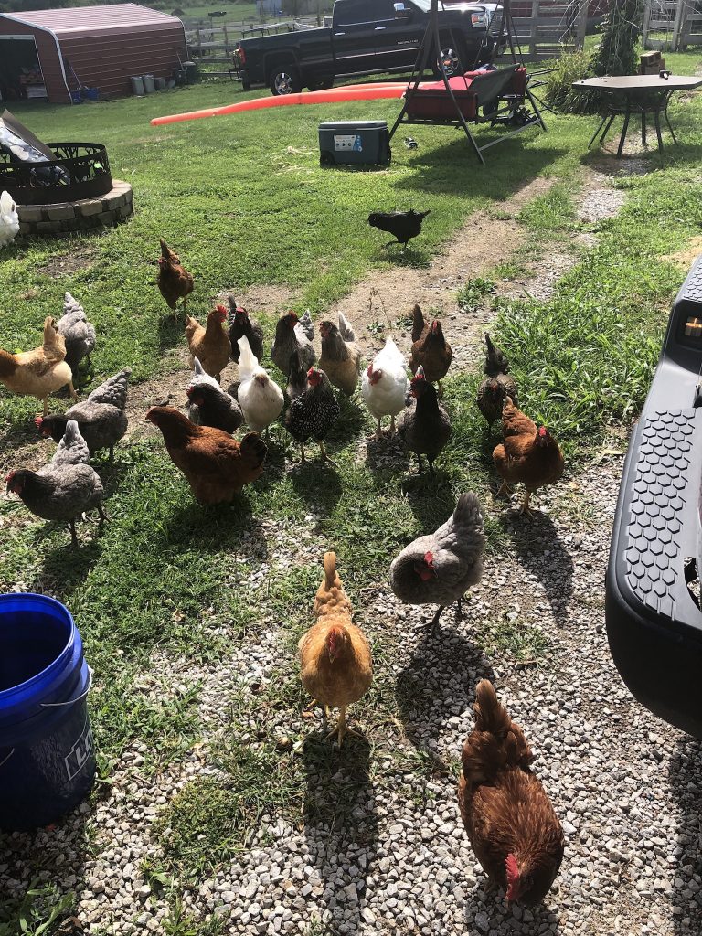 Chickens and Ducks - Davenport IA - Howling Acres Farms