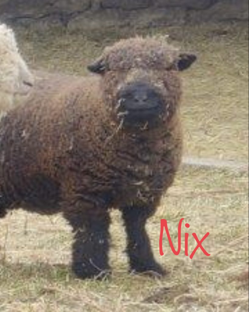 Cute Black Babydoll Sheep