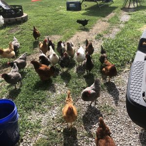 Chickens and Ducks - Davenport IA - Howling Acres Farms