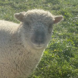 Babydoll Sheep - Davenport IA - Howling Acres Farms