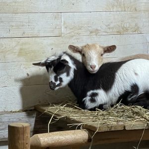 Nigerian Dwarf Goats For Sale - Davenport IA - Howling Acres Farms