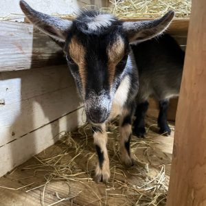 More Nigerian Dwarf Goats For Sale - Davenport IA - Howling Acres Farms