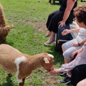 feeding-goat