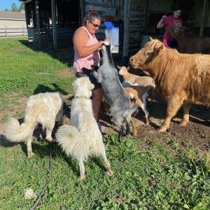 feeding-goats