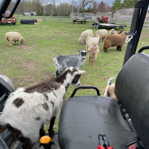 goat-cart