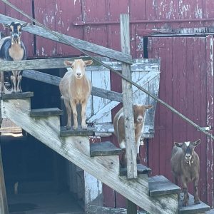 goat-closeup