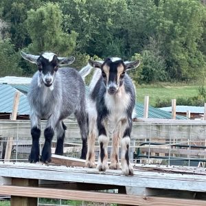 goat-on-table