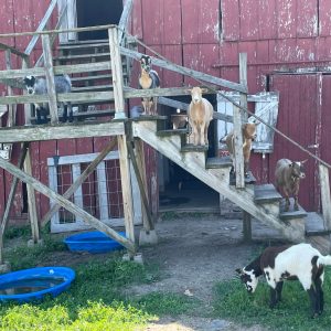 goat-stairs